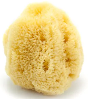Natural Ocean Sponge AU30